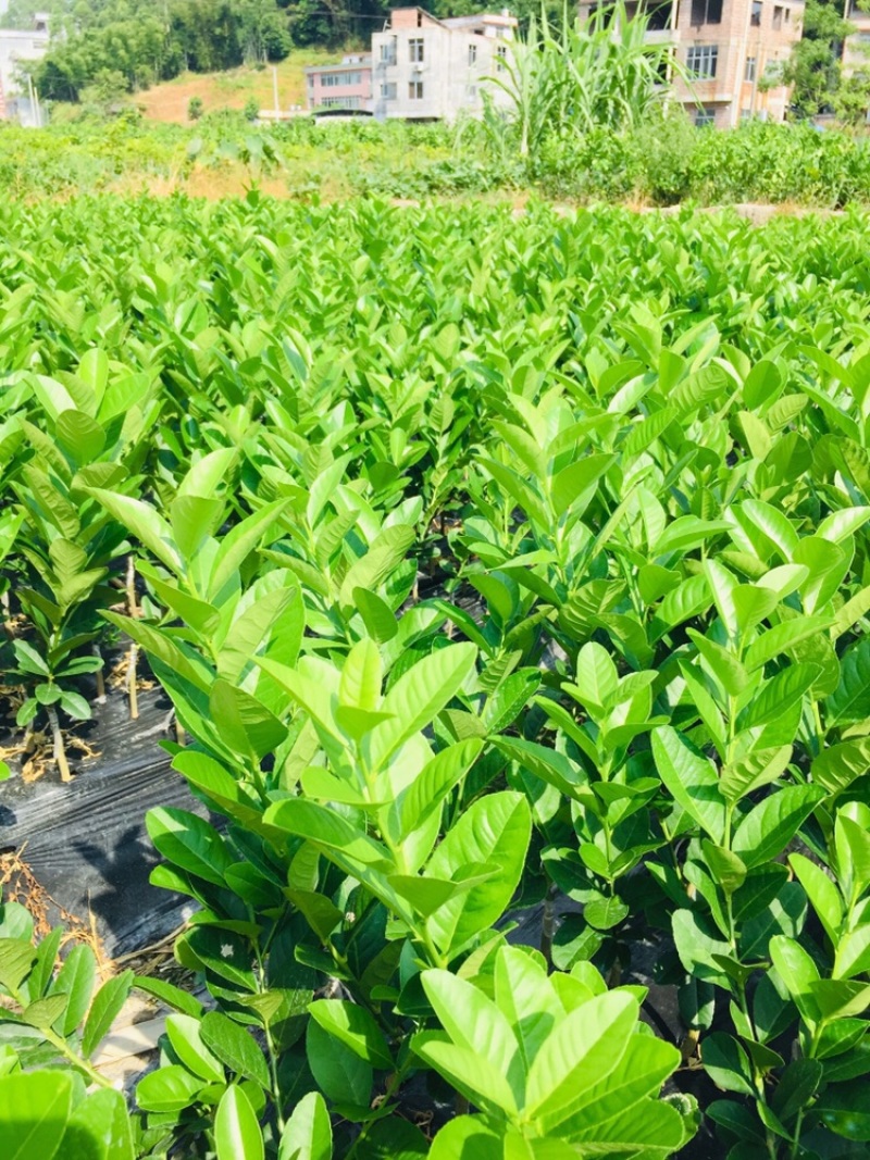 广东香水柠檬苗可以签合同果场直供欢迎各位参观