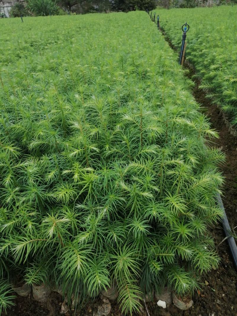 优质杉树苗速生杉木苗基地直发造林绿化园林工程批发