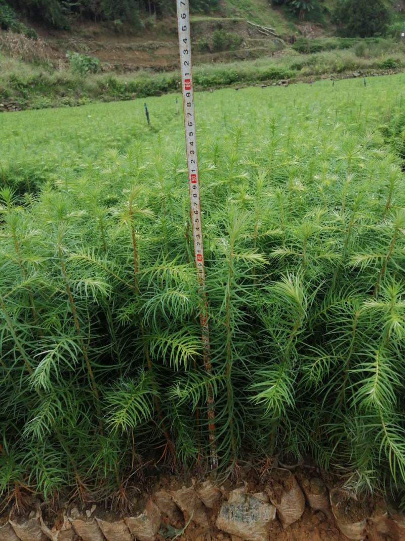 优质杉树苗速生杉木苗基地直发造林绿化园林工程批发