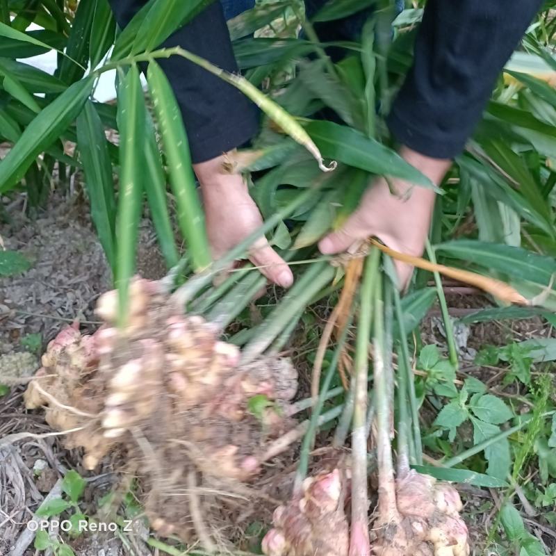 包邮小黄姜5斤包邮，自家种植，一手货源，量大更优惠