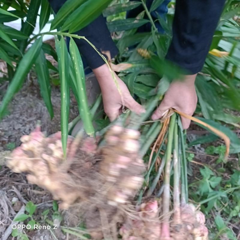 包邮小黄姜5斤包邮，自家种植，一手货源，量大更优惠