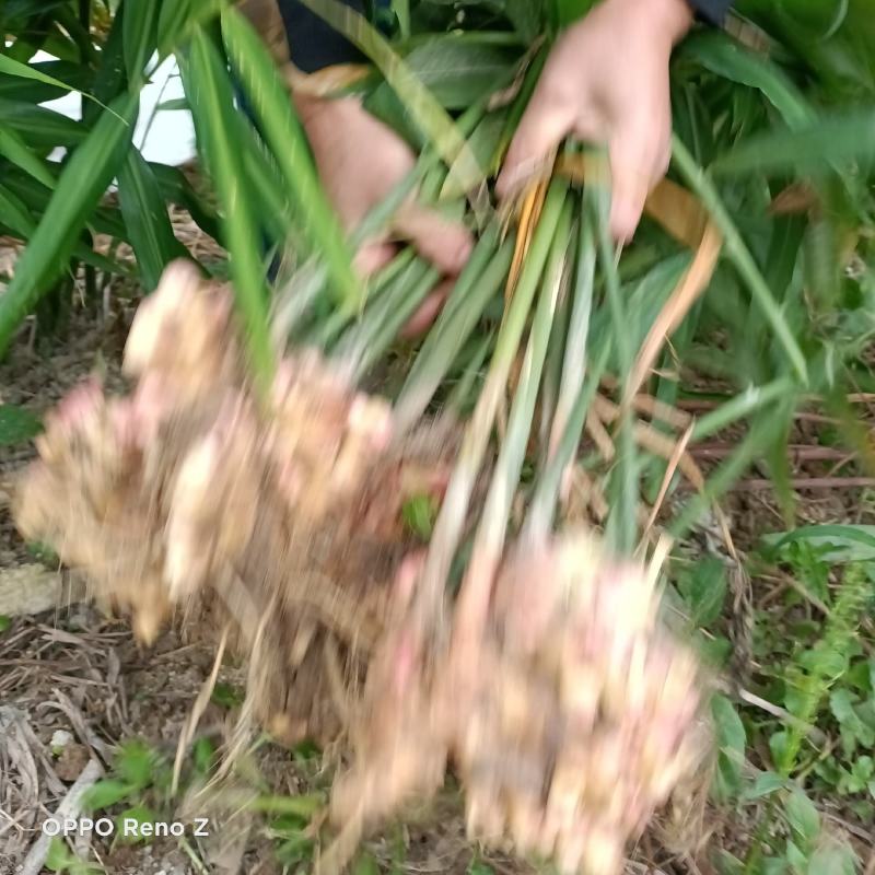 包邮小黄姜5斤包邮，自家种植，一手货源，量大更优惠