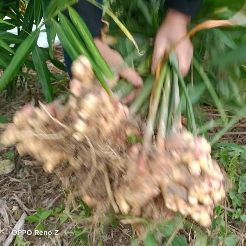 包邮小黄姜5斤包邮，自家种植，一手货源，量大更优惠