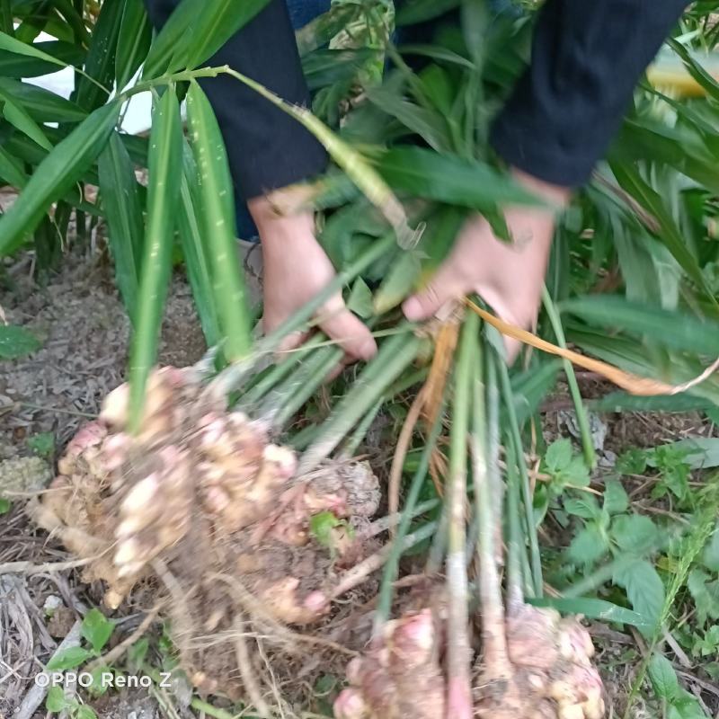 包邮小黄姜5斤包邮，自家种植，一手货源，量大更优惠
