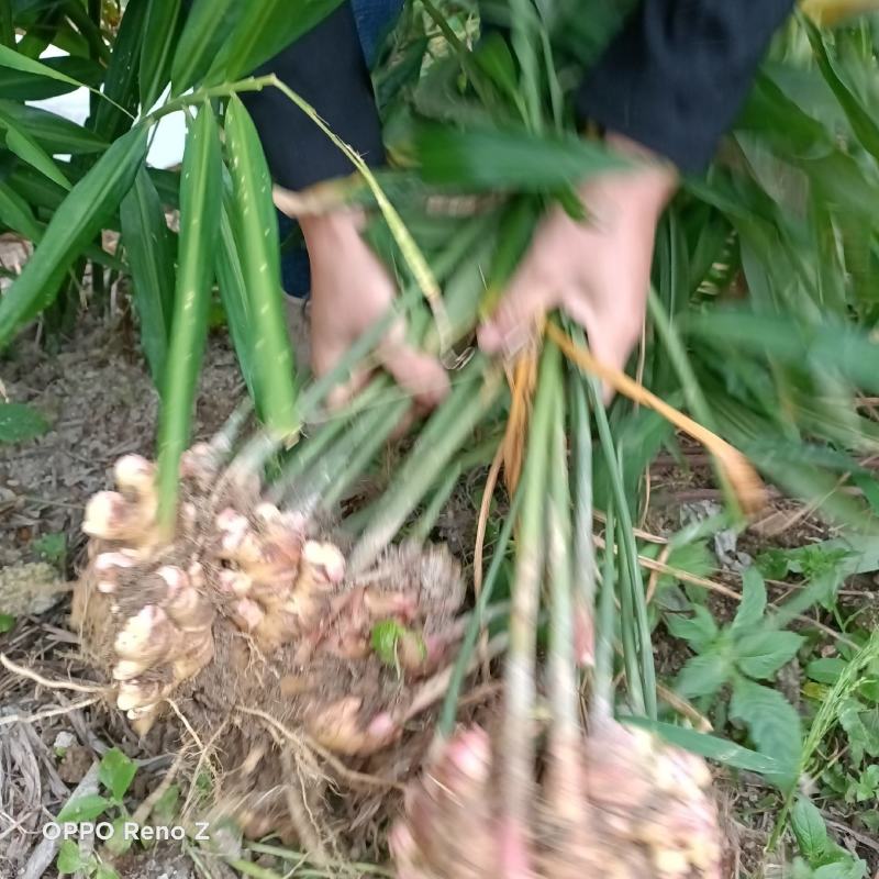 包邮小黄姜5斤包邮，自家种植，一手货源，量大更优惠