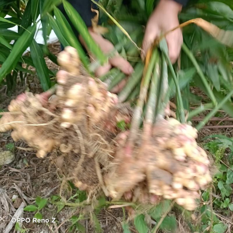 包邮小黄姜5斤包邮，自家种植，一手货源，量大更优惠