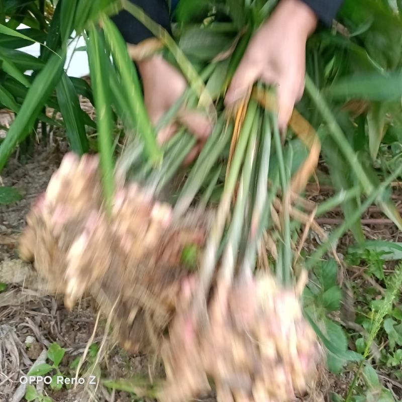 包邮小黄姜5斤包邮，自家种植，一手货源，量大更优惠