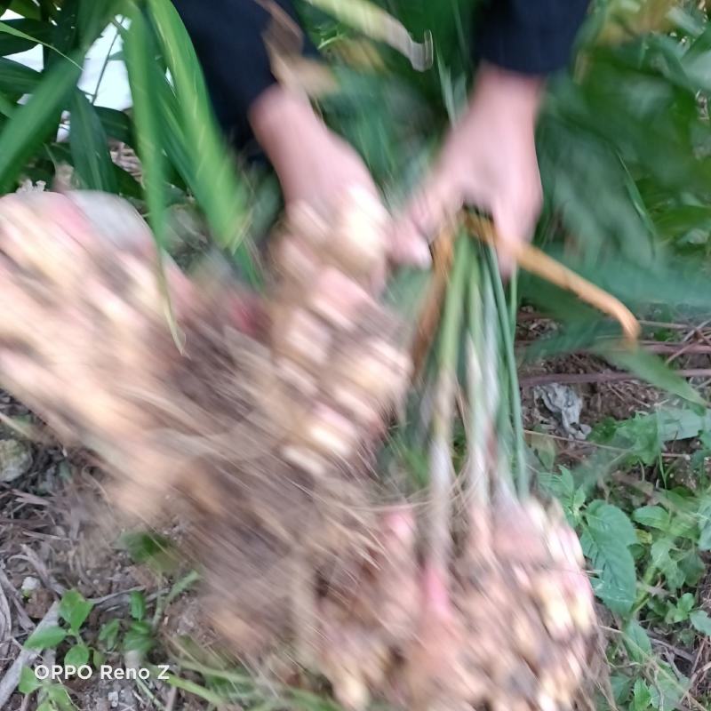包邮小黄姜5斤包邮，自家种植，一手货源，量大更优惠