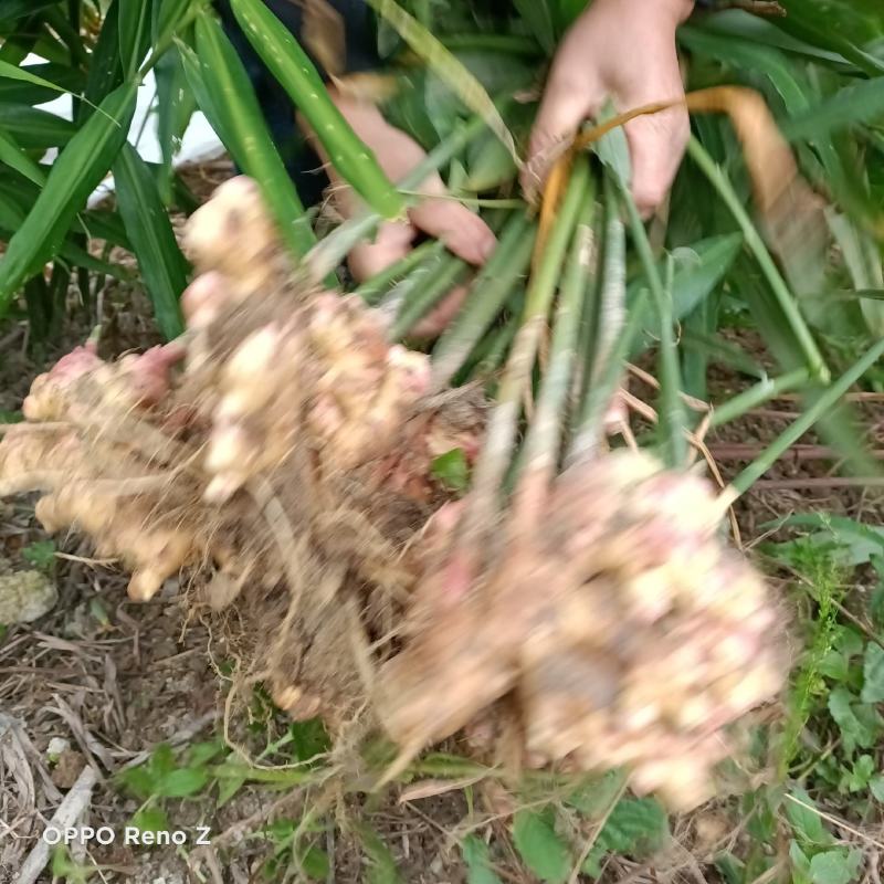 包邮小黄姜5斤包邮，自家种植，一手货源，量大更优惠