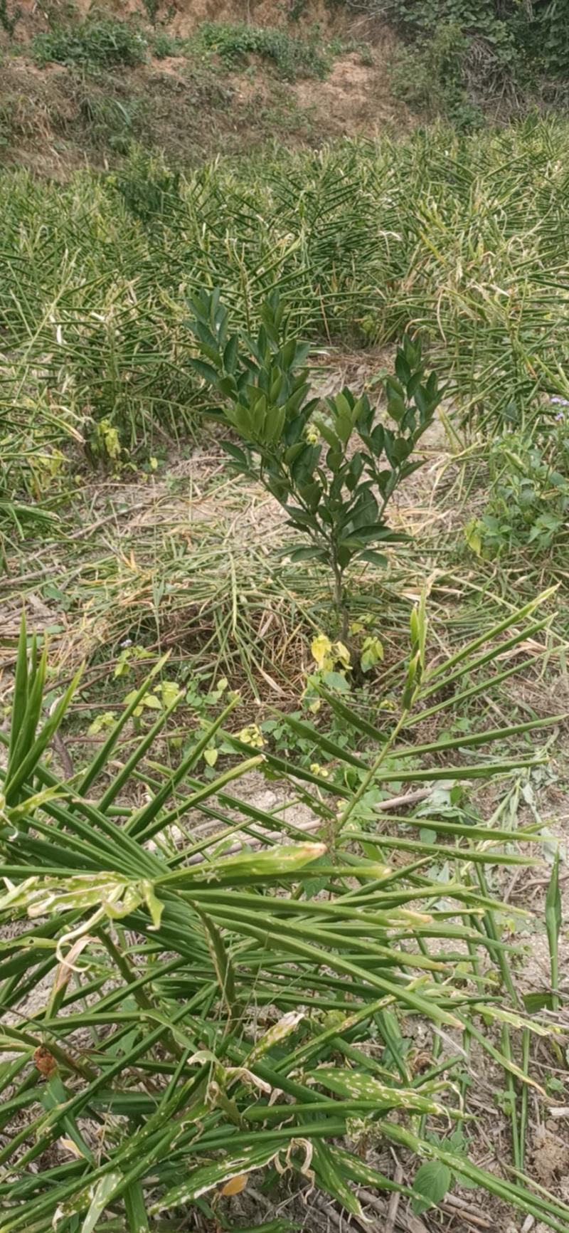 包邮小黄姜5斤包邮，自家种植，一手货源，量大更优惠