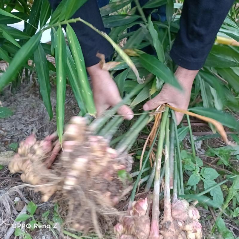 包邮小黄姜5斤包邮，自家种植，一手货源，量大更优惠