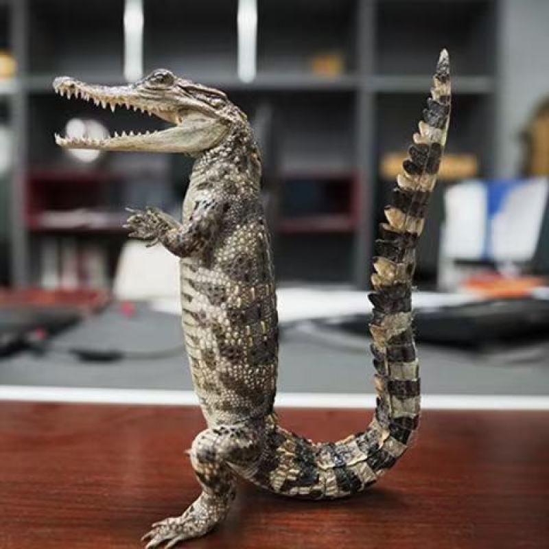 鳄鱼标本