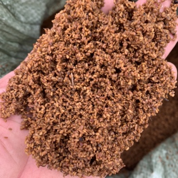 刺嫩芽种子
