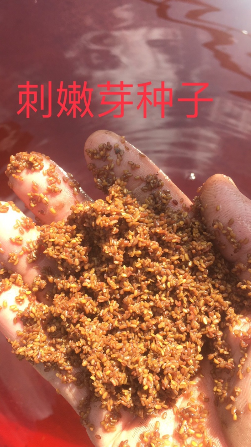 刺嫩芽种子
