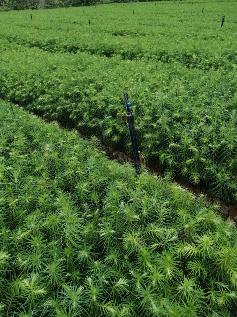 速生杉木苗优质杉树苗刺杉苗一手货源自产自销欢迎考察