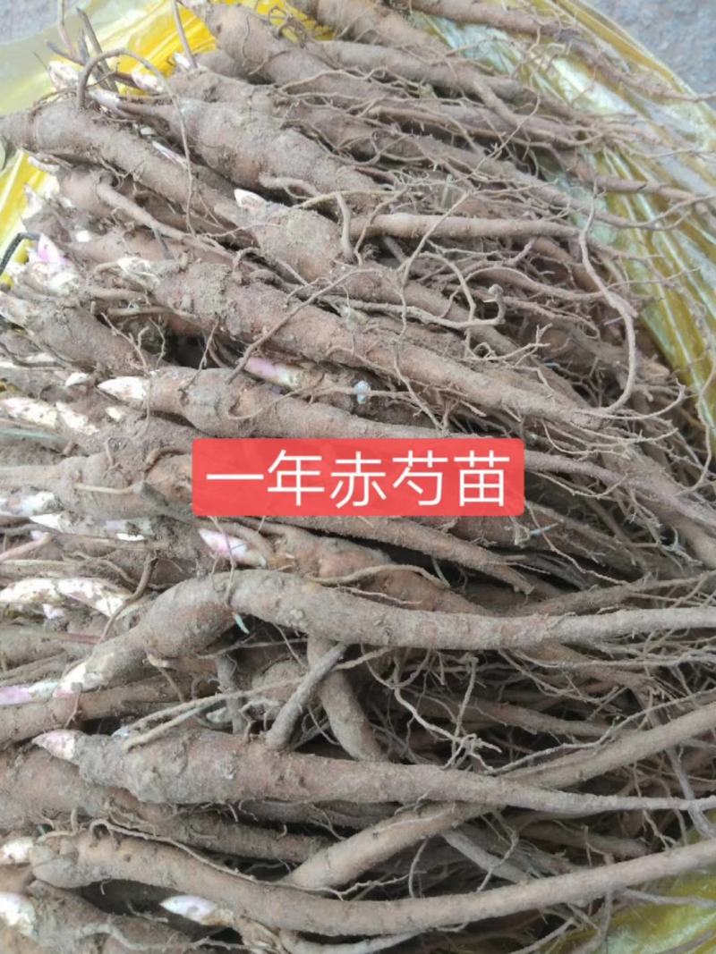 赤芍苗芍药苗基地直销成活率高产量高一手货源