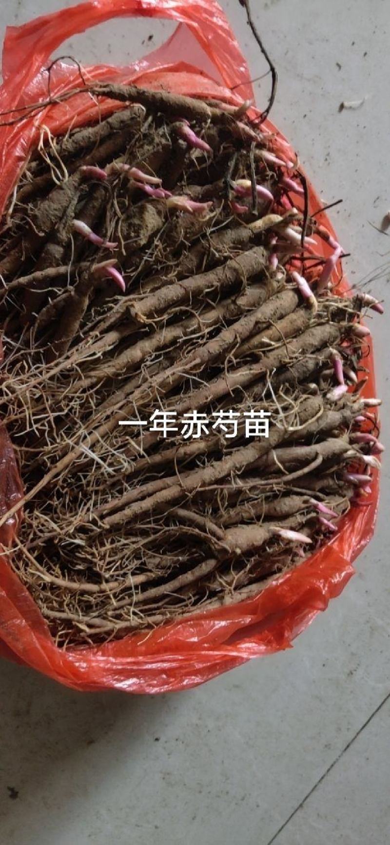 赤芍苗芍药苗基地直销成活率高产量高一手货源