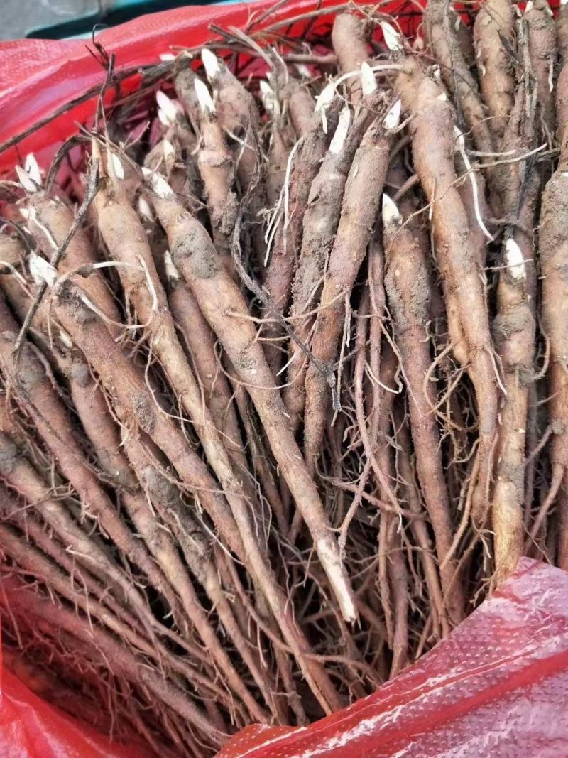 赤芍苗芍药苗基地直销成活率高产量高一手货源