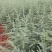雪松苗云南雪松苗小袋雪松苗大袋雪松苗基地直供