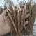 芍药芽白芍芽免费技术指导基地直销现货供应