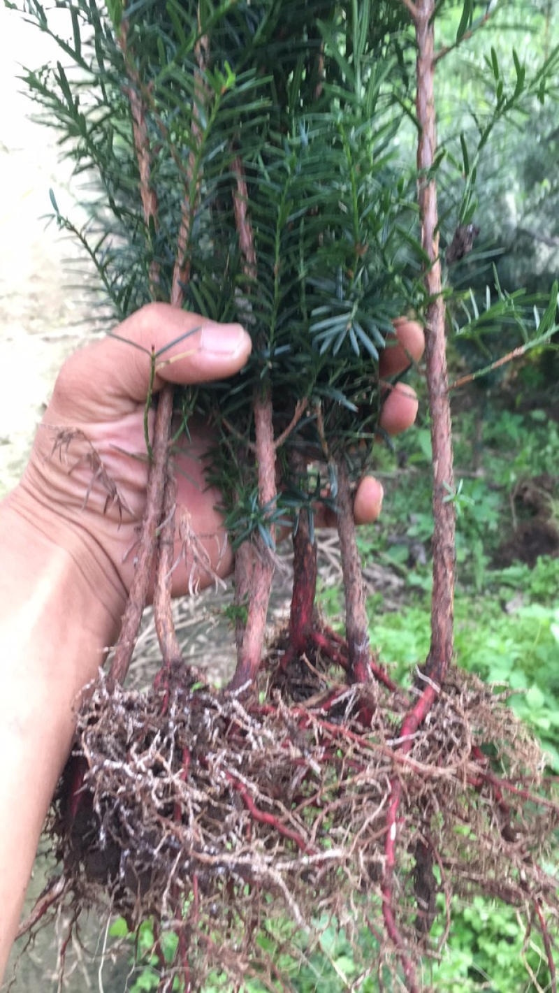 红豆杉树苗