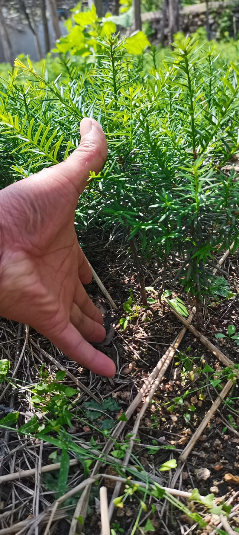 红豆杉树苗