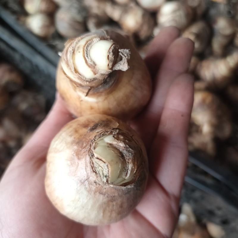 洋水仙种球荷兰进口水仙花种球根水培土培盆栽多年生球根花卉