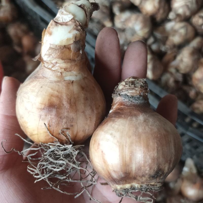 洋水仙种球荷兰进口水仙花种球根水培土培盆栽多年生球根花卉
