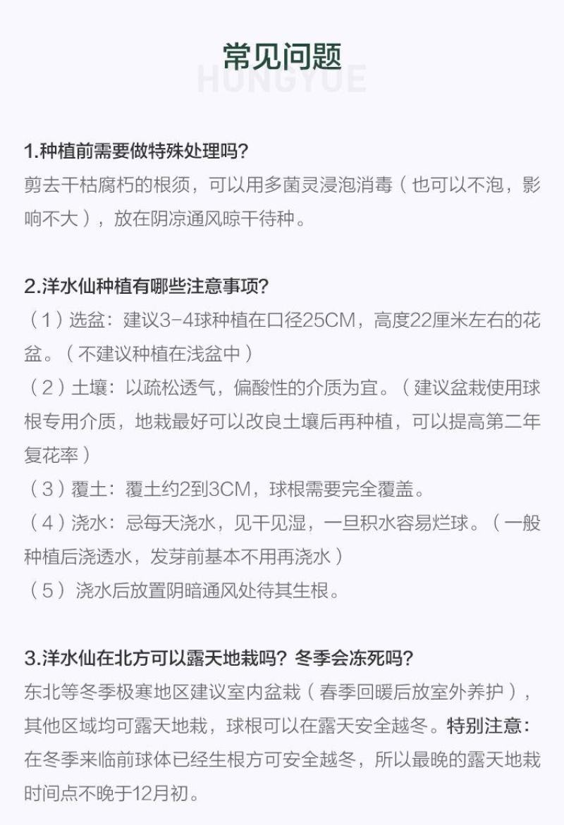 洋水仙种球荷兰进口水仙花种球根水培土培盆栽多年生球根花卉