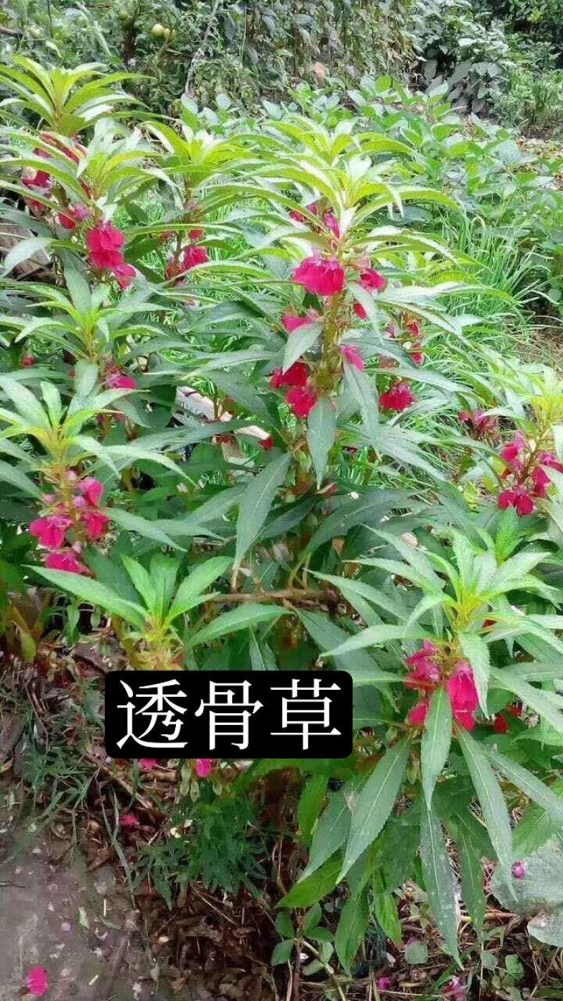 凤仙花种子急性籽基地直销一手货源批发零售常年供应