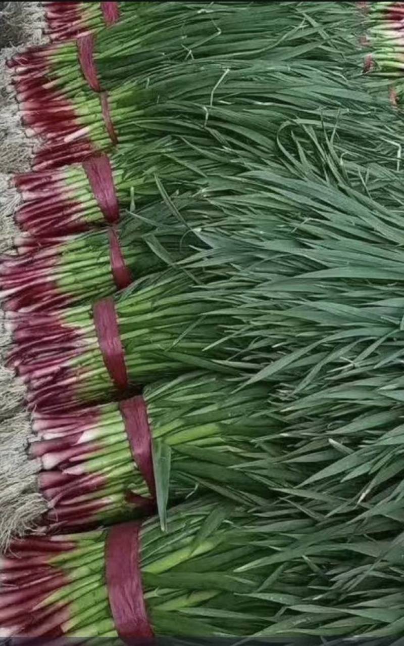 河南许昌精品红根蒜苗大量供货，产地一手货源，新鲜保质