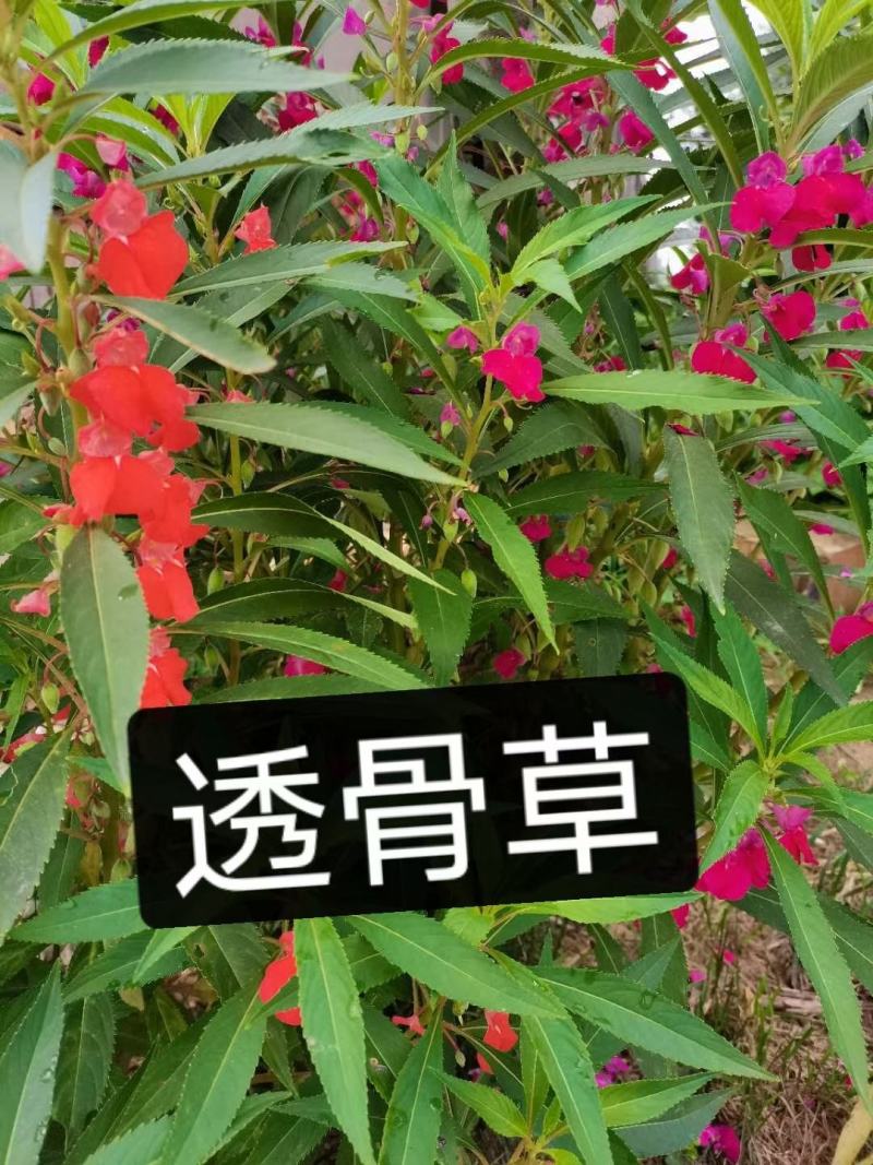 凤仙花种子急性籽基地直销一手货源批发零售常年供应