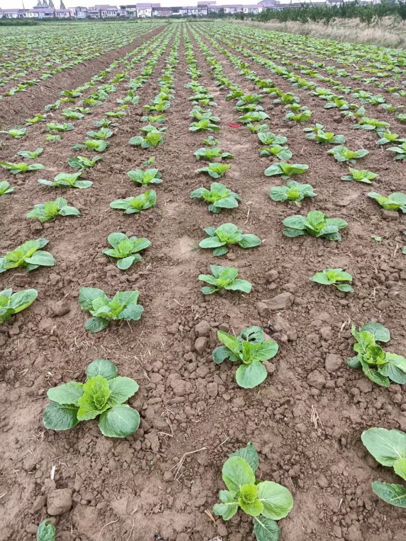 黄心大白菜