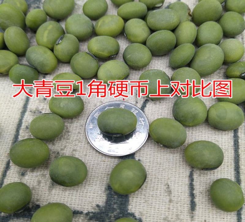 【产地】青豆农家自种青大豆生青豆绿豆青皮青仁整箱包邮