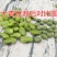 【产地】青豆农家自种青大豆生青豆绿豆青皮青仁整箱包邮