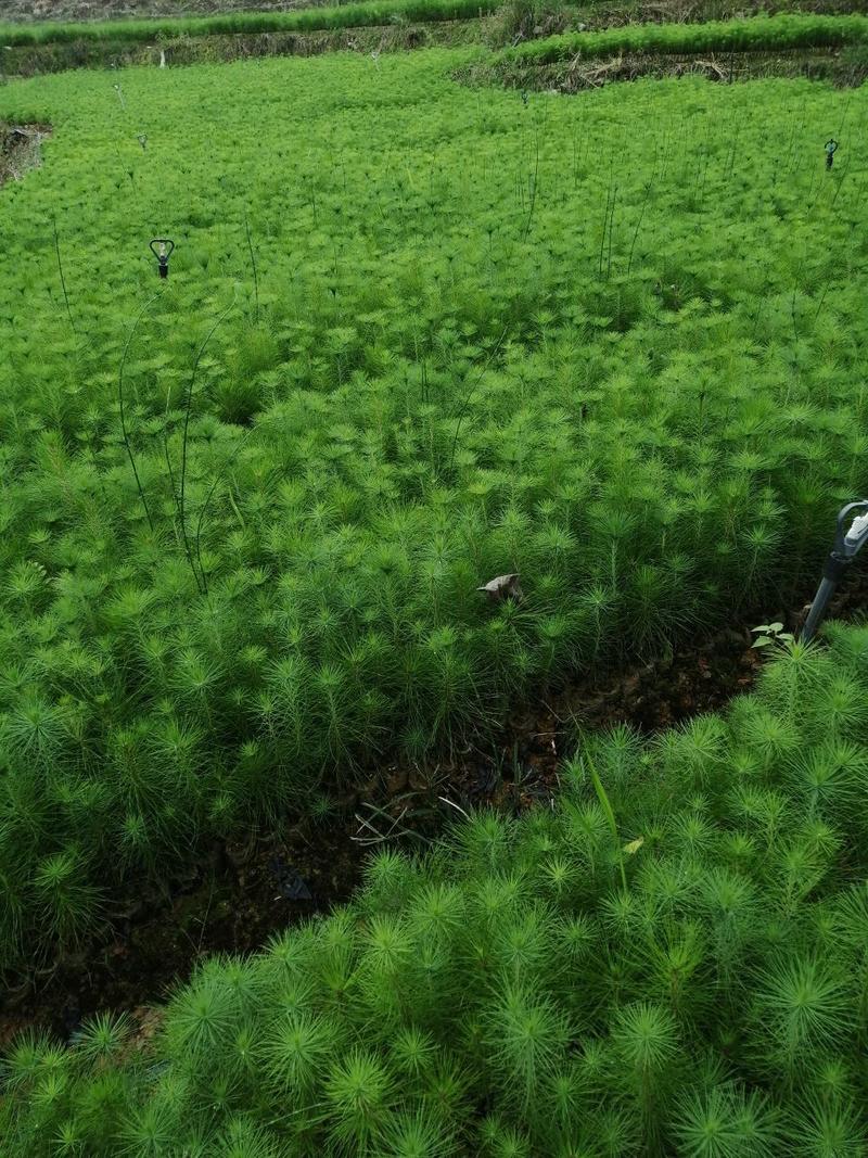 马尾松松树油松绿化树苗基地直发现挖现发质量保证