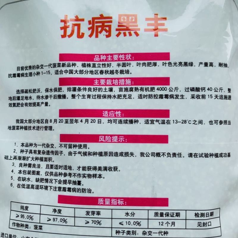 抗病黑丰菠菜种子丹麦纯进口种子半圆叶黑绿叶肥厚抗病
