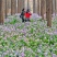 二月兰花种子四季种耐寒诸葛菜种子花籽多年生宿根诸葛菜种子