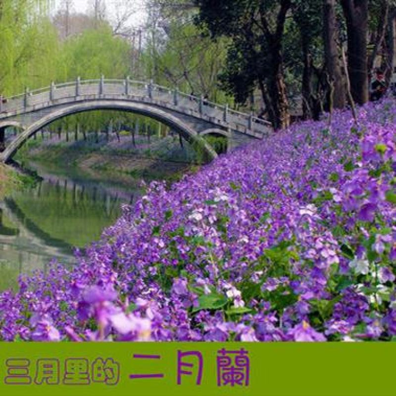 二月兰花种子四季种耐寒诸葛菜种子花籽多年生宿根诸葛菜种子