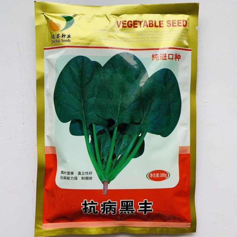 抗病黑丰菠菜种子丹麦纯进口种子半圆叶黑绿叶肥厚抗病
