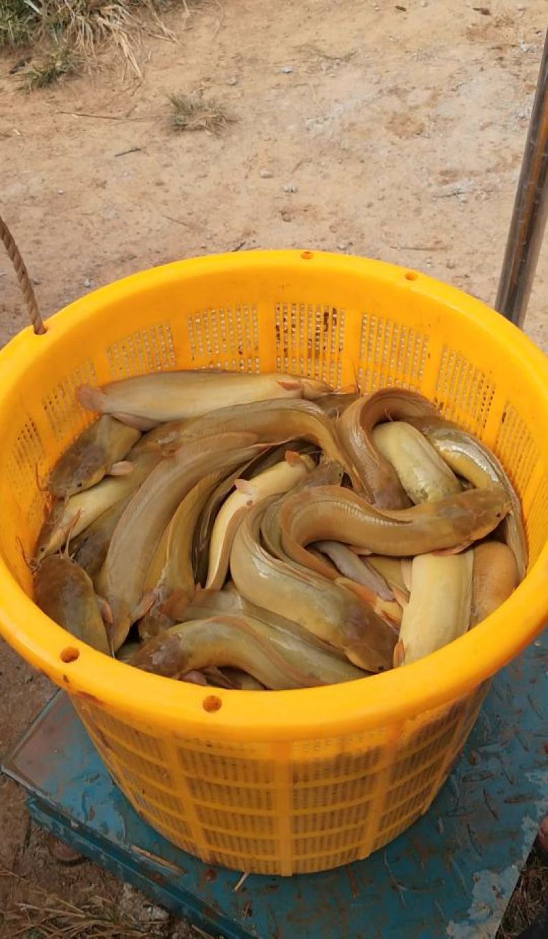 塘虱苗+塘角鱼苗+本地三黄土塘虱苗+滑哥【热卖推荐】