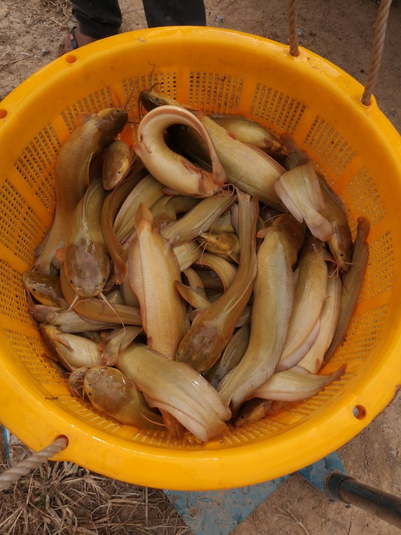 塘虱苗+塘角鱼苗+本地三黄土塘虱苗+滑哥【热卖推荐】