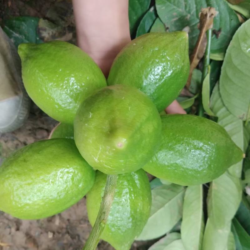 广东香水柠檬无籽