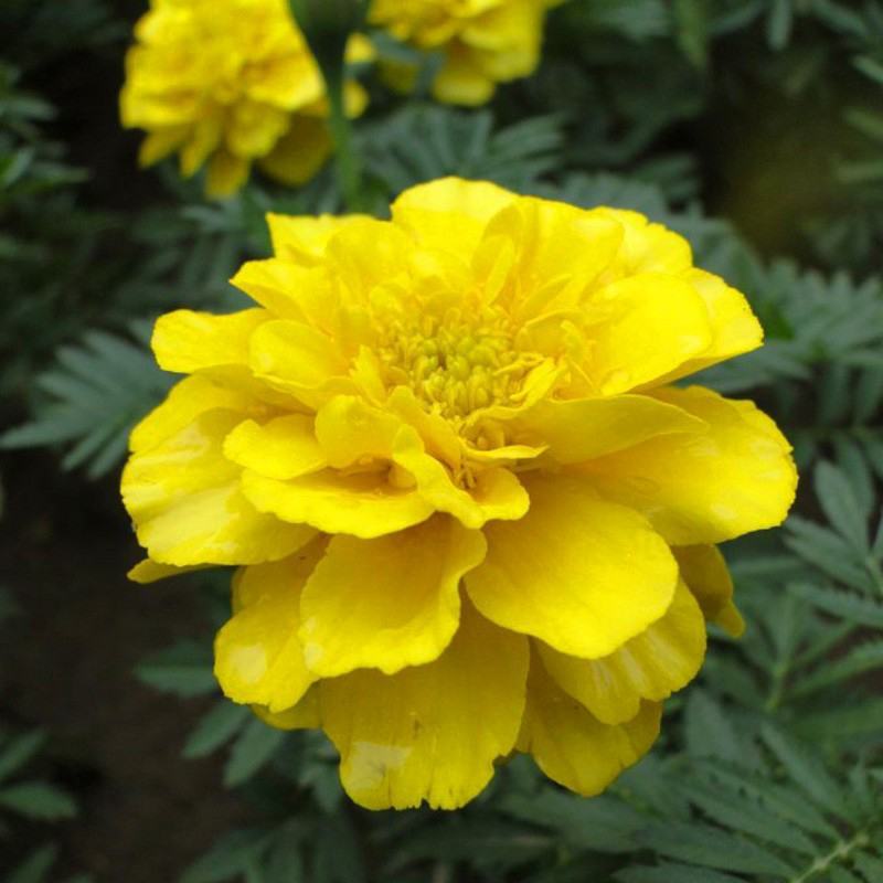 孔雀草花种子混色重瓣草花种子庭院室外景观花卉四季易种花种