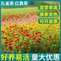 孔雀草花种子混色重瓣草花种子庭院室外景观花卉四季易种花种