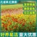 孔雀草花种子混色重瓣草花种子庭院室外景观花卉四季易种花种