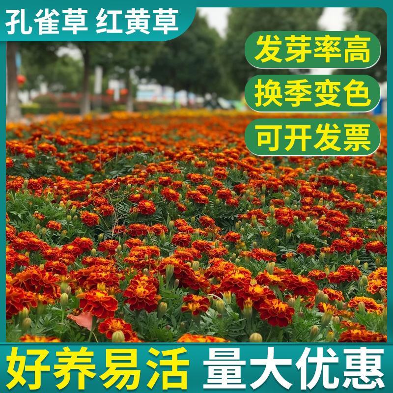 孔雀草花种子混色重瓣草花种子庭院室外景观花卉四季易种花种