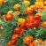 孔雀草花种子混色重瓣草花种子庭院室外景观花卉四季易种花种