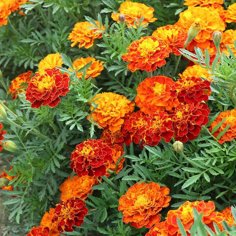 孔雀草花种子混色重瓣草花种子庭院室外景观花卉四季易种花种