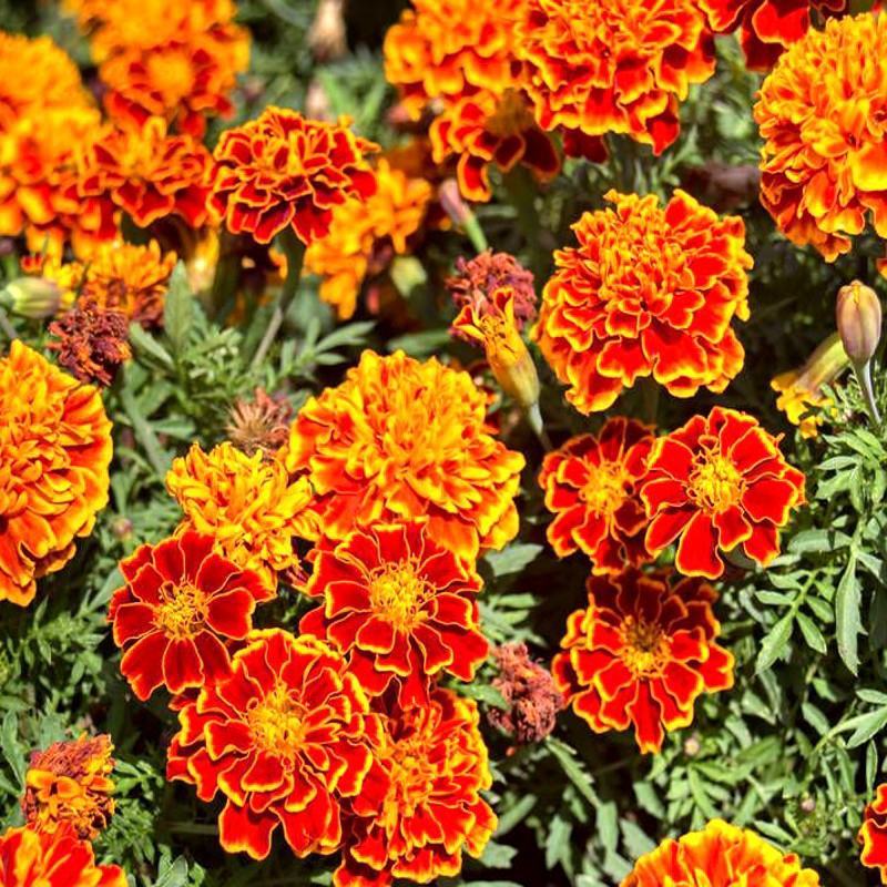 孔雀草花种子混色重瓣草花种子庭院室外景观花卉四季易种花种